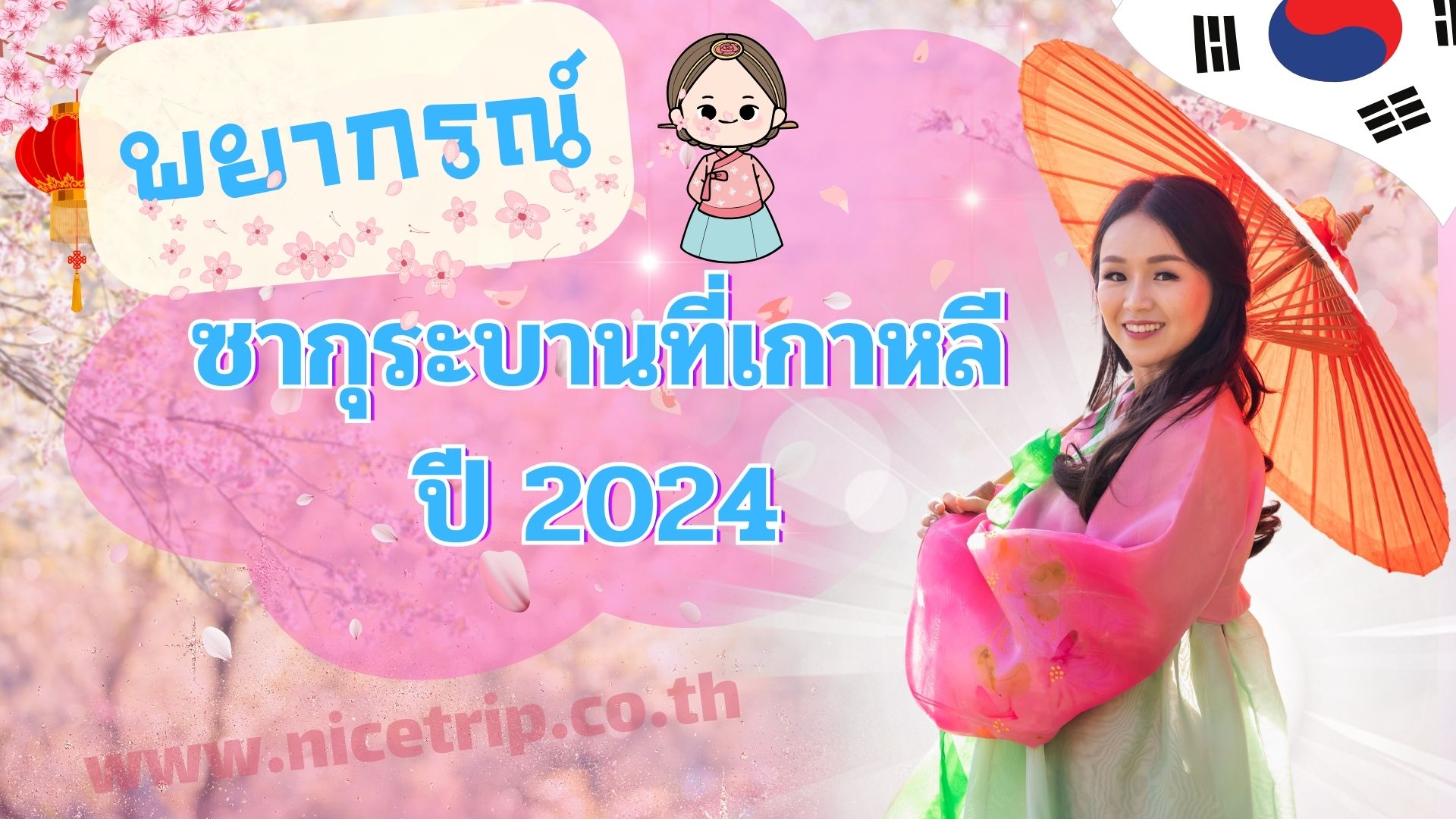 พยากรณ์อากาศ ซากุระบานที่เกาหลีปี 2024